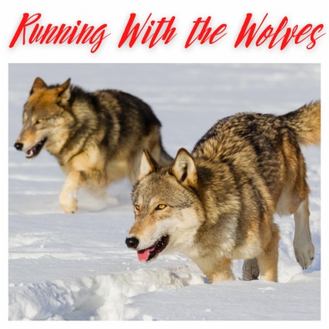 Running With the Wolves ft. Francois Graiouf, Moe Howard, Cree Patterson, Mario Licata & Josh Jopp | Boomplay Music