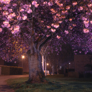 Moonlight Flowers