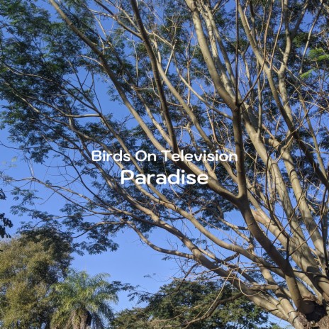 Birds Calm River Called Paradise | Boomplay Music