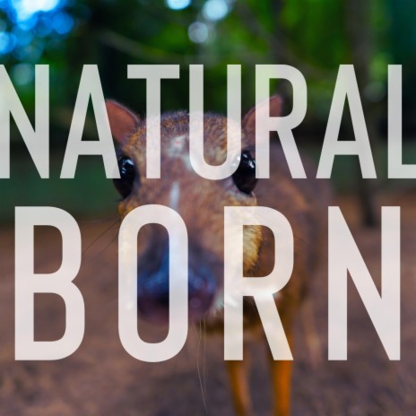 Natural Born | Boomplay Music