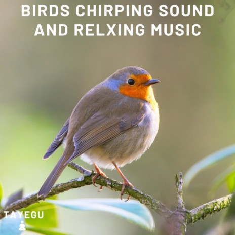 Birds Chirping Sound and Relaxing Music Morning 1 Hour Relaxing Ambient Nature Yoga Meditation Sounds For Sleeping Relaxation or Studying