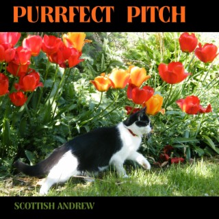 Purrfect Pitch