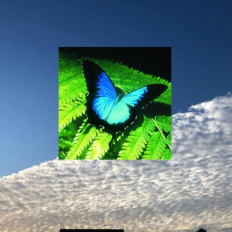 Fly like a Butterfly | Boomplay Music