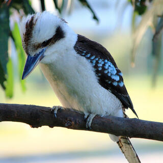 Kookaburra