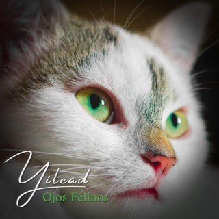 Ojos felinos