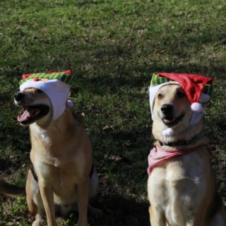 Boom Forest Invites You to a Very Cookie Christmas, Vol. 2