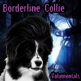 Borderline Collie