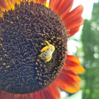 Canicule