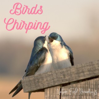 Birds Chirping