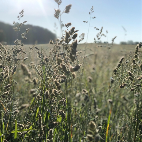 Makin Hay | Boomplay Music