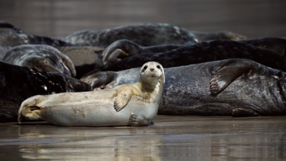 Blasket Island tourists harassing grey seal population