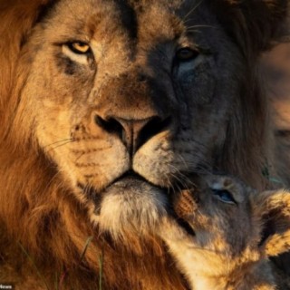 Lion Pride lyrics | Boomplay Music