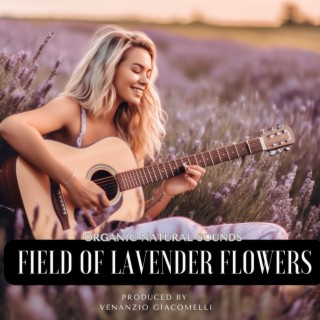 Field of Lavender Flowers