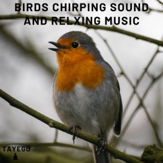 Birds Chirping Sound and Relaxing Music Morning 1 Hour Relaxing Nature Ambience Yoga Meditation Sounds For Sleeping Relaxation or Studying