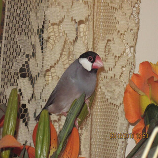 Java Sparrow