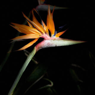 Bird of Paradise