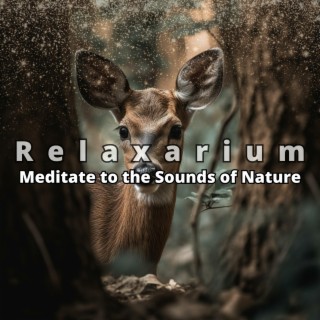 Meditate to the Sounds of Nature