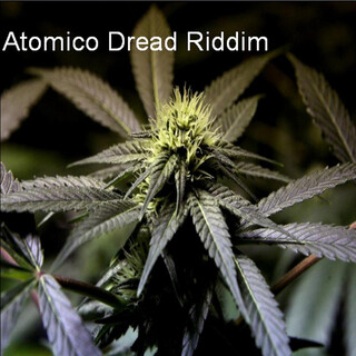 Atomico - Dread Riddim