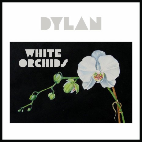 White Orchids | Boomplay Music