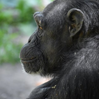 Agitation In The Hairless Chimp Group