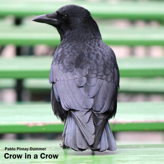 Crow in a Crow