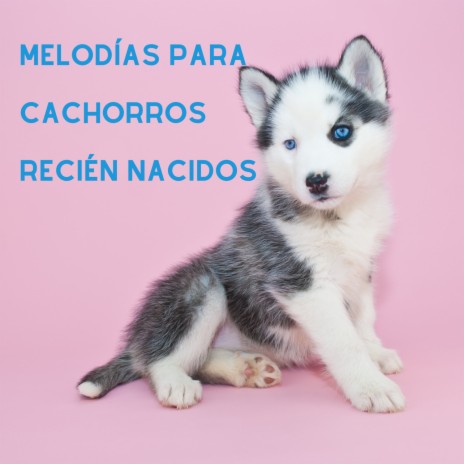 Ladridos Encantadores ft. Música Pura Para Perros & Dog Music Jukebox