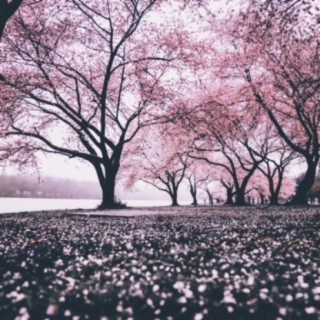 Sakura Rain