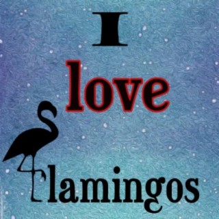 I love Flamingos