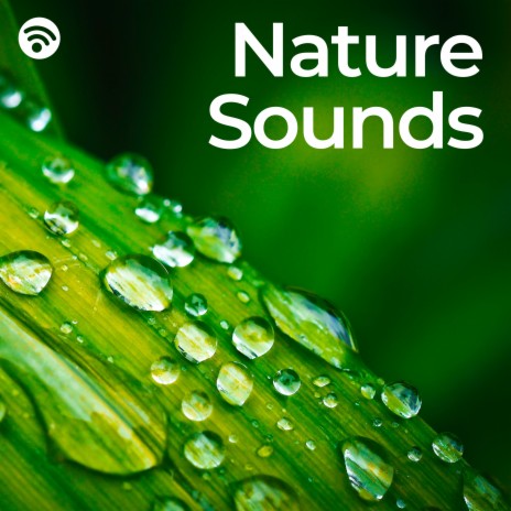 Water Through the Woodlands (No Fade, Loopable) ft. Island Nature Sounds & Naturklänge-Vidobia | Boomplay Music