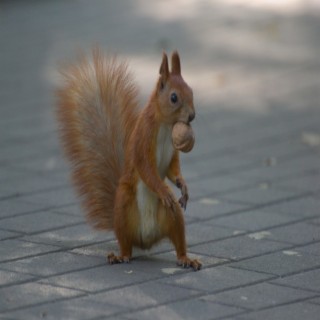 Ruby and the Cheeky Squirrel