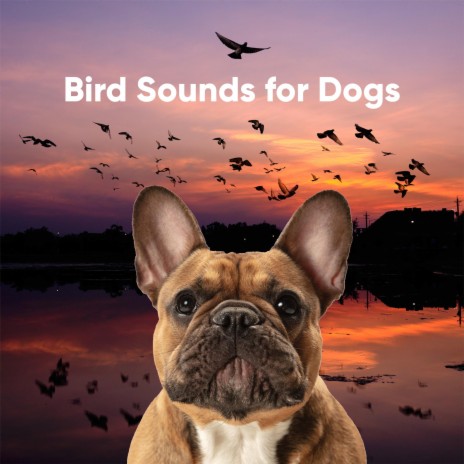 A Symphony of Birdsong | Boomplay Music