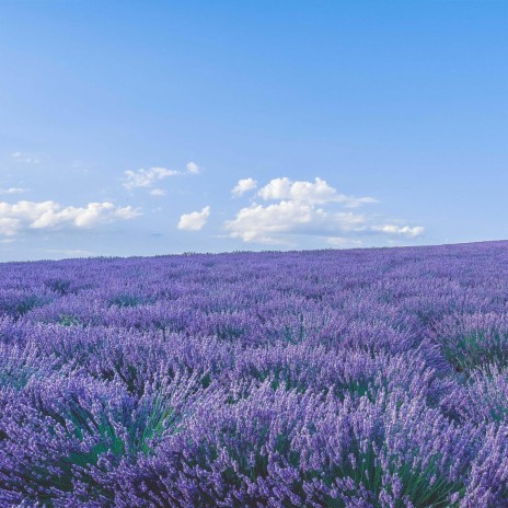 lavender fields