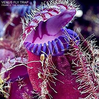 Venus Fly Trap