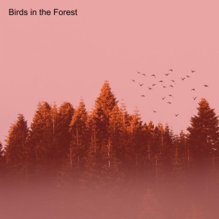 Birds in the Forest