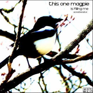 This One Magpie (Is Killing Me)