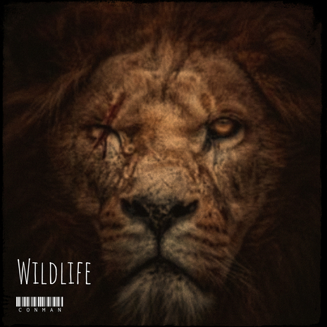 Wildlife | Boomplay Music