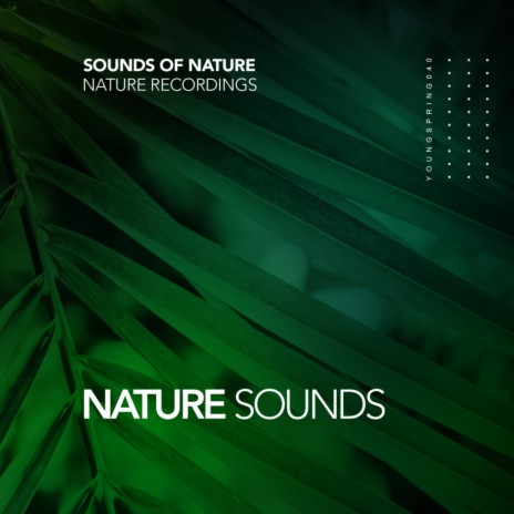 Cracking Rain Sounds (Original Mix) ft. Nature Recordings