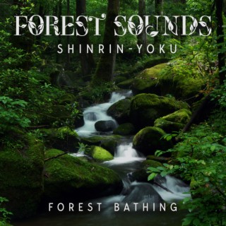 Forest Sounds: Shinrin-Yoku (Forest Bathing), Use Forest Bathing for Immune Boosting, A Serene Forest Bath Accompanied by Gentle Ambient Tones