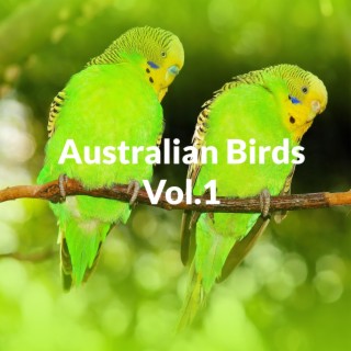 Australian Birds Vol 1