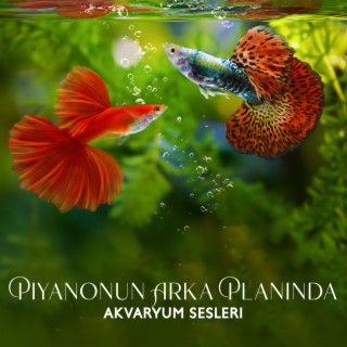 Piyanonun Arka Planında Akvaryum Sesleri: Bir Bebek Ağladığında Sakinleştirici Sesler, Bebeği Sakinleştiren, Yenidoğanlar Için Müzik