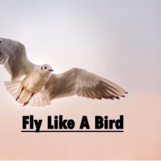 Fly Like a Bird