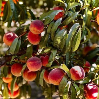 The Peach Tree