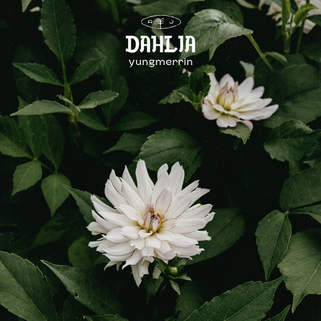 Dahlia | Boomplay Music