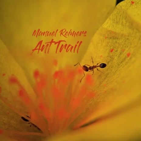 Ant Trail | Boomplay Music