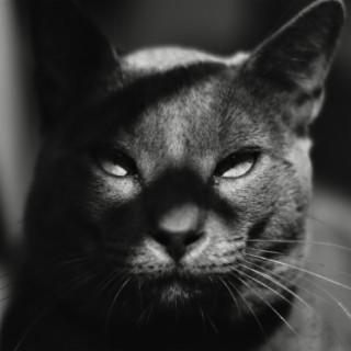 El gato negro - Edgar Allan Poe | Cuentos Macabros EP. 2