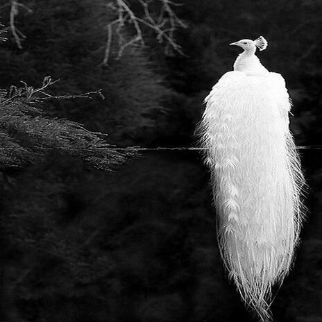 White Bird