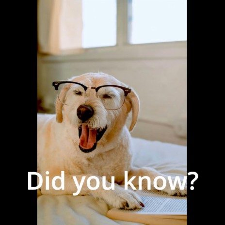 Did you know? | Boomplay Music
