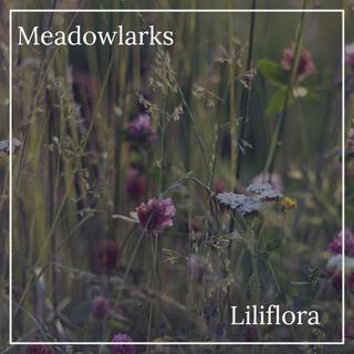 Meadowlarks