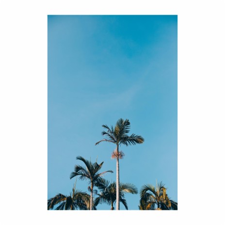 palm trees | Boomplay Music