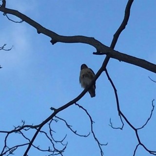 Cemetery Hawks